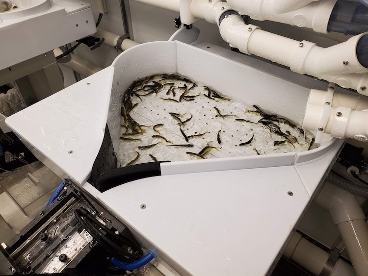 Hatchery salmon fry in a processing tray entering an automated fin-clipping machine for mass marking.