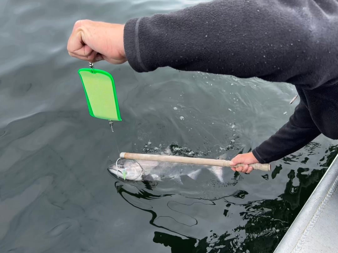 From the side of a boat, a person holds a fishing line with a green flasher in one hand while reaching down with a wooden-handled gaff to secure a salmon in the water