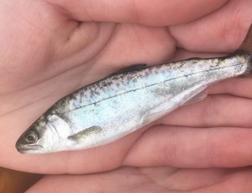 Mark-Selective Fisheries Can Be Successful