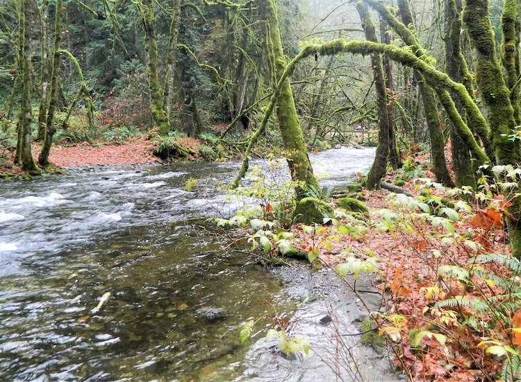 The Goldstream River in BC, a prime example of successful salmon habitat restoration and enhancement supported by the recreational angling community.