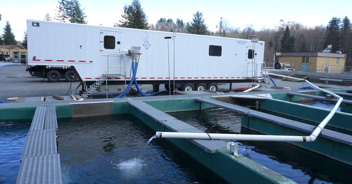 Graphic illustrating mass marking with a tagging trailer and a salmon fry, an essential step for successful mark-selective fisheries in BC.