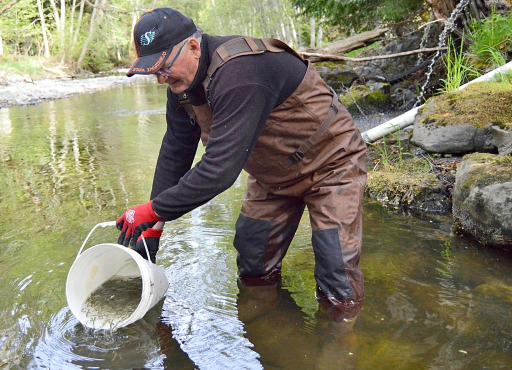 Canada Nature Strategy: Volunteer Dale Ksyniuk of Marion Baker Hatchery releasing chum salmon fry into French Creek