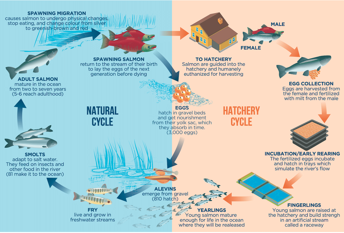 Canada Nature Strategy: Detailed diagram comparing the natural salmon life cycle vs. the hatchery enhancement cycle